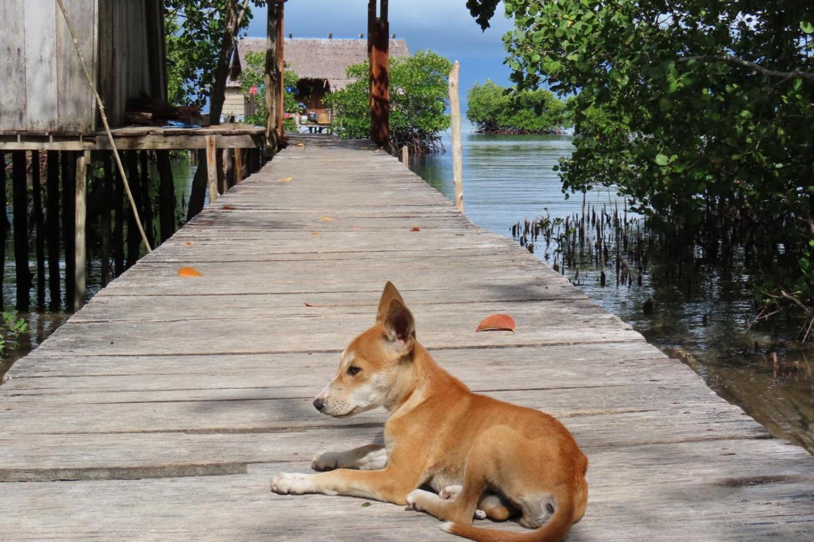 Nyanse Homestay - Raja Ampat Besir Exteriér fotografie